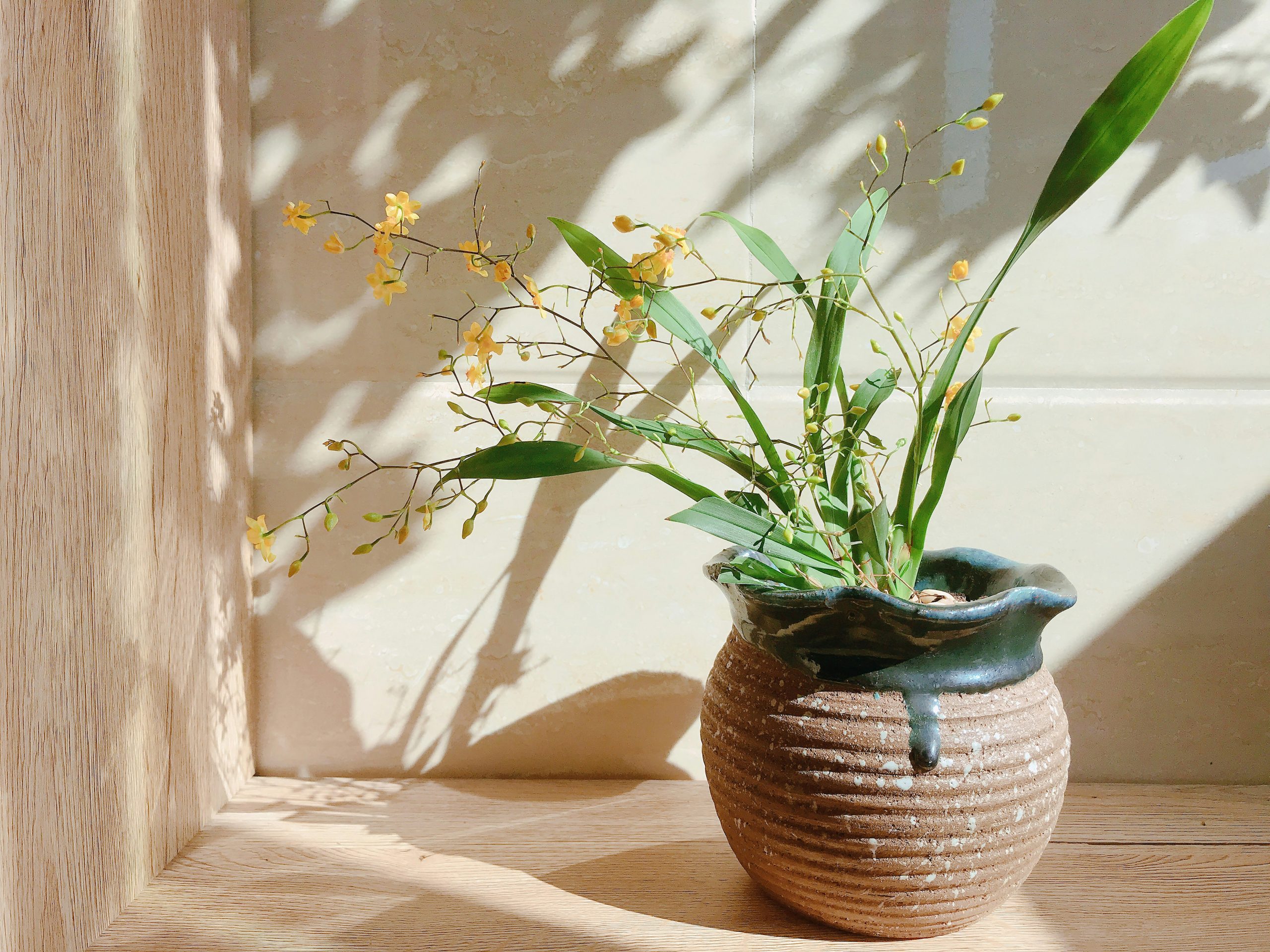 Planta_Ilinca